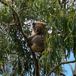 A koala just outside our balcony!
