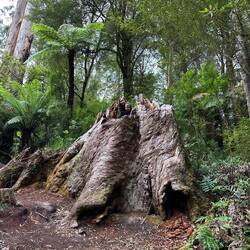 Hanging out in Eucalyptus regnans