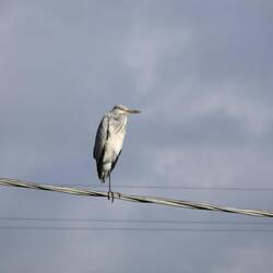 Chillender Vogel