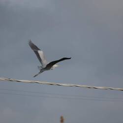 Abgehobender Vogel