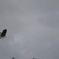 Fliegender Vogel