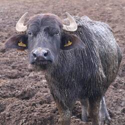 Hier kommt wohl die Mozzarella für die Pizza Buffalo her