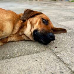 Wichtiger als all das, ist aber ohnehin das Ohrenkraulen der Ehrenbürger 🐶