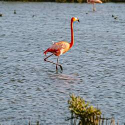 Flamingos at Gotomeer
