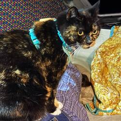 Luna on her scratching post