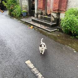 Kleiner Baby Strassenhund