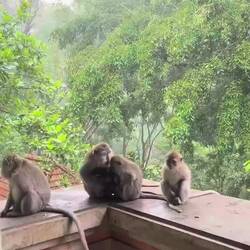 Auch die Affen haben Unterschlupf gesucht