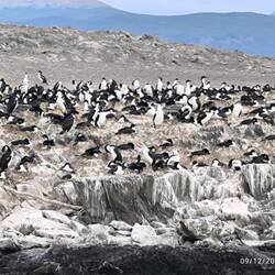 Not penguins, Guillemots