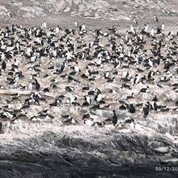 Not penguins. Guillemots