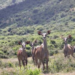 Entweder Kudu oder Cape Grysbok