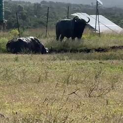 Büffel beim Badespaß