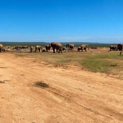 Die Wasserstelle mit den rund 70-80 Elefanten