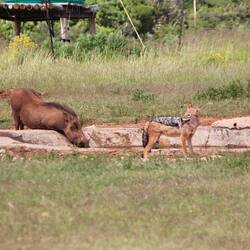 Wartzenschwein und Caracal