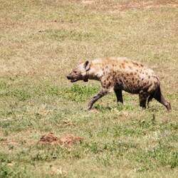 Hyäne