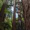 There's an experience where you can walk up in the trees