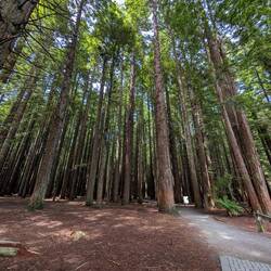 Lots of big Redwood trees