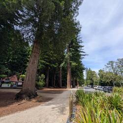 Lots of big Redwood trees