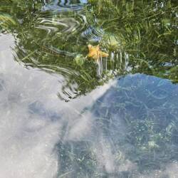 Seestern von oben...da leider keine Wasserkamera da war einziges Foto der Unterwasserwelt