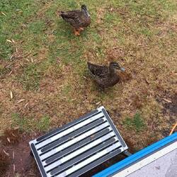 Besucher am Campervan