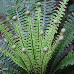 Crown Fern