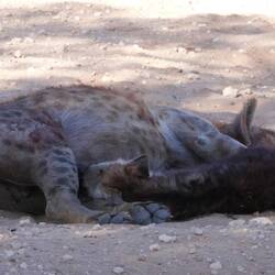 Ging vor lauter Löwen und Geparden fast unter