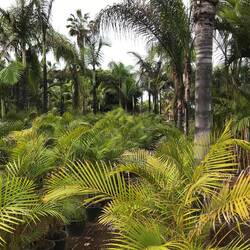 Außen gibts div. Palmen und Bäume zum mitnehmen.