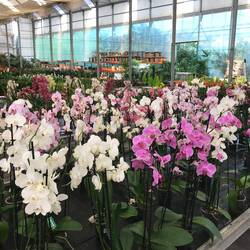 Großes Orchideen-Angebot.