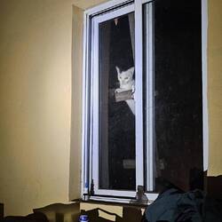 Abends musste er aber draußen bleiben