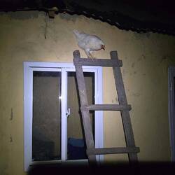 Das Huhn übrigens auch