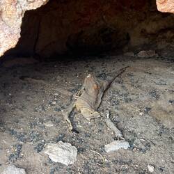 Der Rest vom Känguru.