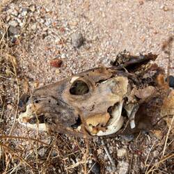 Ein Känguruschädel.