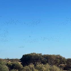 Die Vogelschwärme tanzen richtig miteinander.