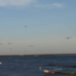 Pelikane landen auf dem Meer