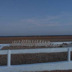 Dieses Walskelett liegt vor der Forschungsstation