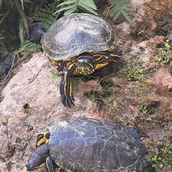 Gelbwangen-Schmuckschildkröten