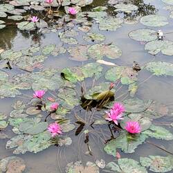 überall hat es Wasserlilien 🪷