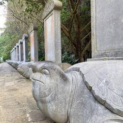 Master oogway von Kung Fu Panda??