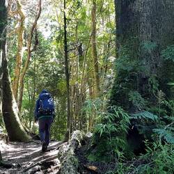 Temperate rainforest in Puyehue NP.