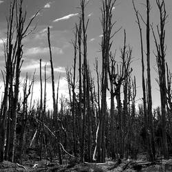 Dead forest.