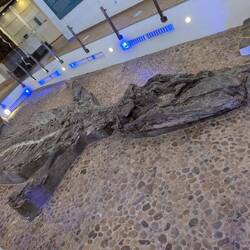 Kronosaurus Boyacensis. These sharp tooth creatures are only found here... And Queensland!