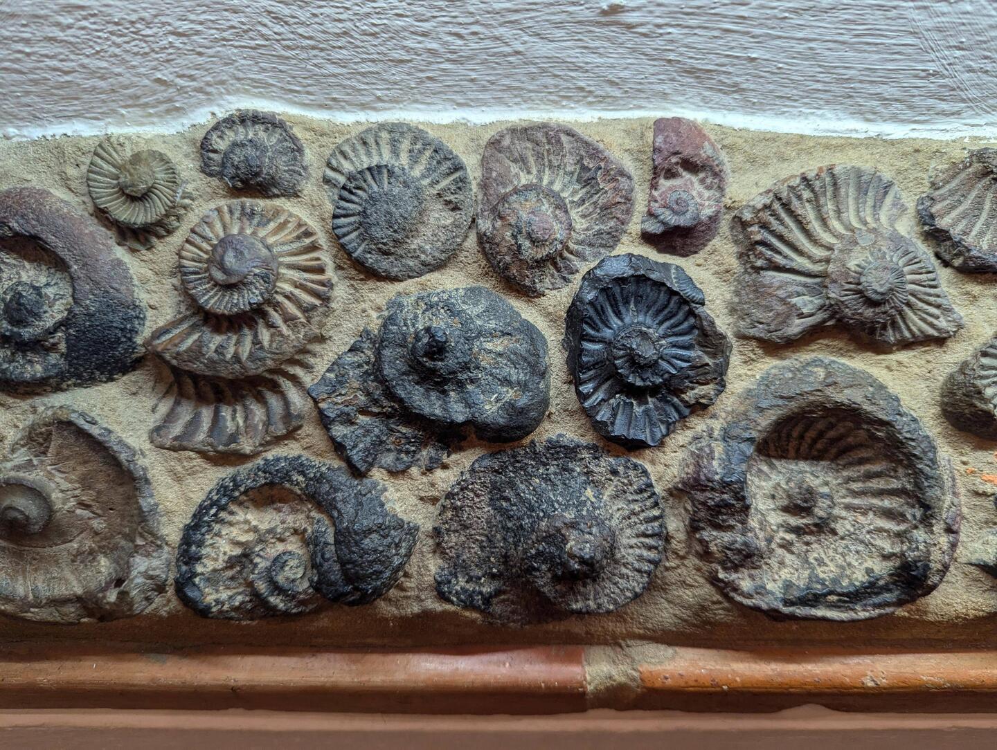 Ammonites were abundant when Colombia was covered in Ocean.