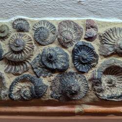 Ammonites were abundant when Colombia was covered in Ocean.