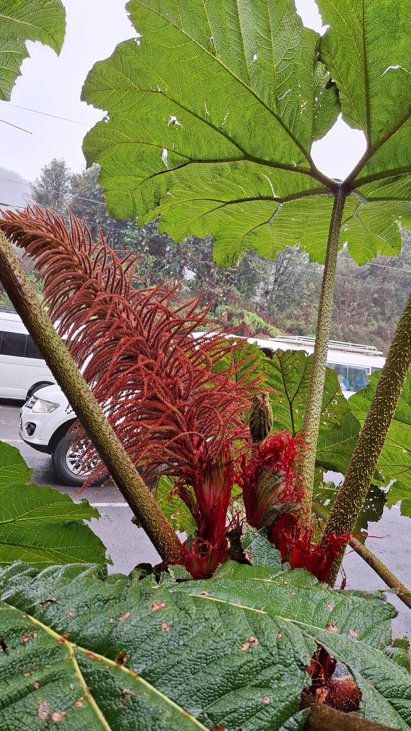 ...irgendwie wächst hier alles größer...