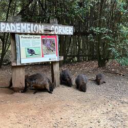 Ah ha...pademelon is lunch.