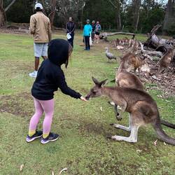 Tasmanian forester kangaroo - only about 3,000 are alive. They were a favorite food of the criminals