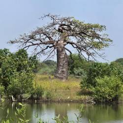 Ein Baobob (Affenbrotbaum). Die werden mehrere hundert Jahre alt und mächtig groß.