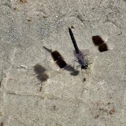 Eine Libelle mit durchsichtigen Flügeln. Die schwarzen Flecken sehen aus wie Puschel, wenn sie flieg