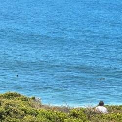 Die schwarzen Punkterl sind Surfer