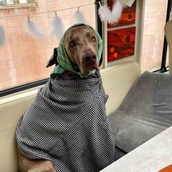 Mit Frauchens Hemd fühle ich mich wohl 😉