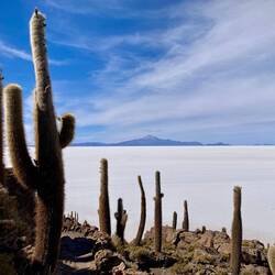 Une île de cactus au beau milieu du désert
